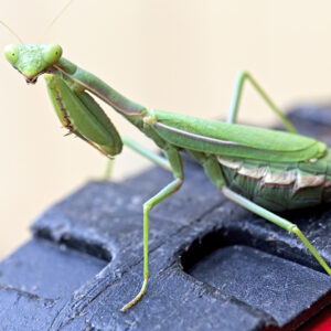 Mantide Religiosa – praying mantis